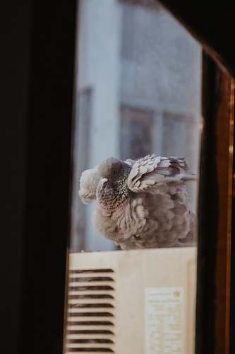 india gray bird photo feather